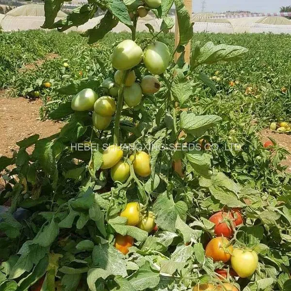 Big Oval Shape Rio Grande Hybrid Tomato Seeds Vegetable Seeds photo-3