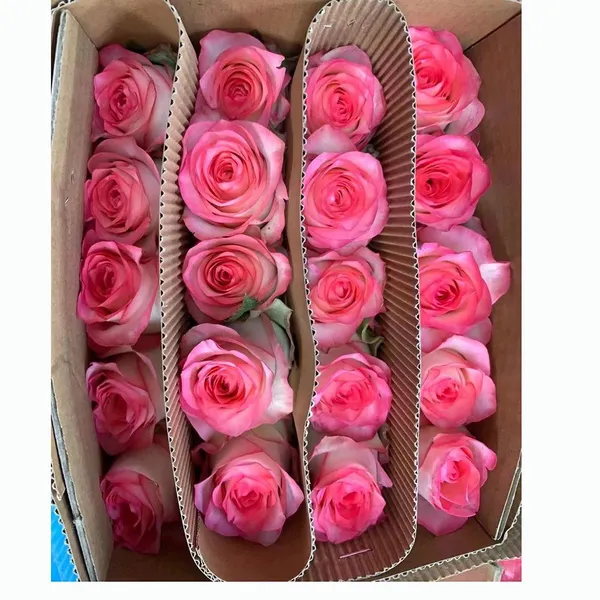 Direct Farm Supply Wholesale Real Touch Fresh Cut Rose Flower for Wedding Decoration photo-4