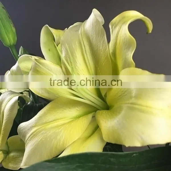 Newest Yellow King Exporting Yellow Lily Flower photo-3