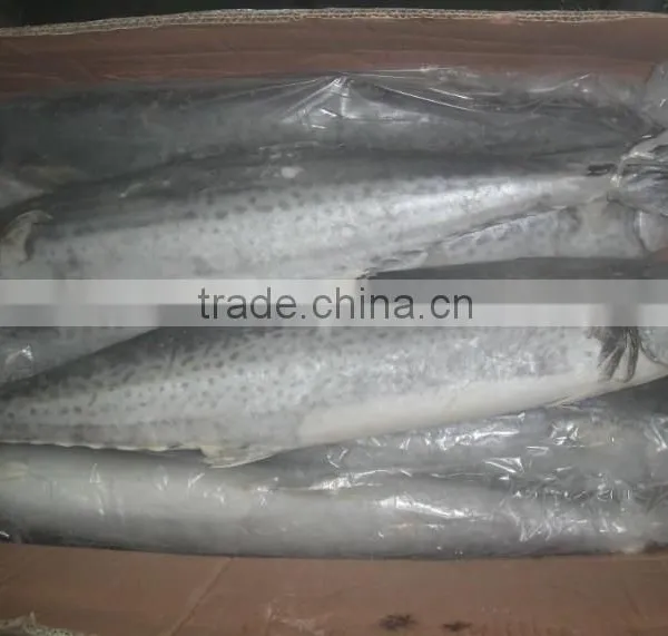 Cheap Wholesale Frozen Mackerel Spanish Mackerel