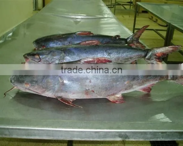 Cat Fish Whole Round photo-2