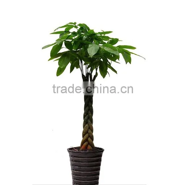 Different Size Pachira Macrocarpa Evergreen Tree Home Flower Plants photo-3