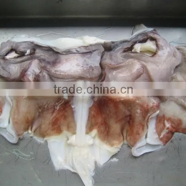 Frozen Giant Squid Neck photo-2