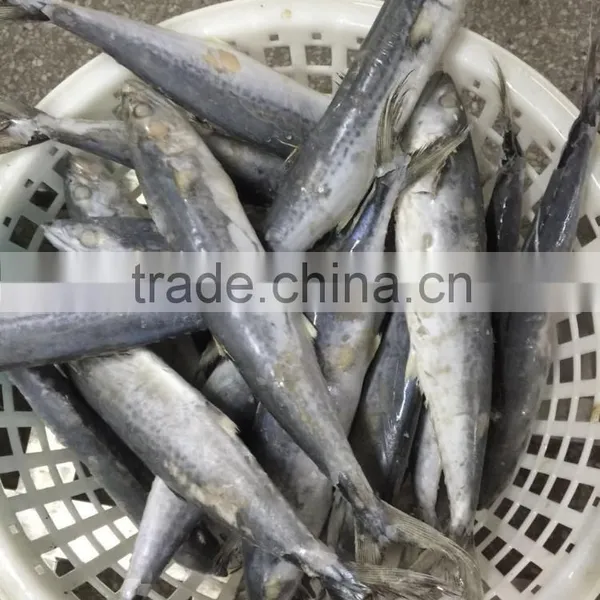 Bulk Packing Good Quality Spanish Mackerel Frozen On Board photo-3