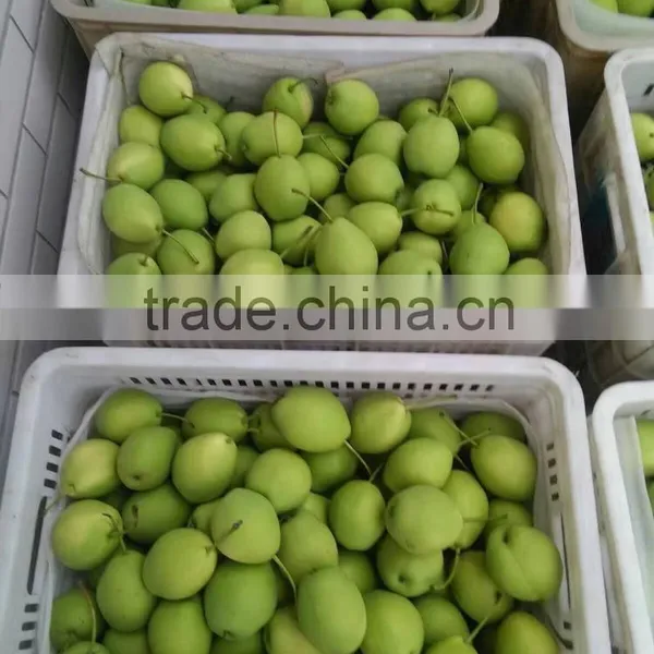 Year 2016 New Season Shandong Pears photo-4