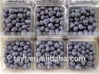 IQF Frozen Chinese China Best Quality Better Quality Wild Blueberry Blueberries photo-6