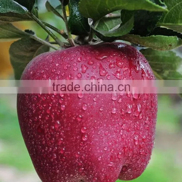 China Fresh Fruit Price for Export Fresh Huaniu Apple photo-2