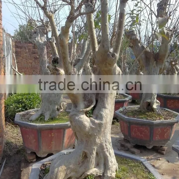 Lagerstroemia Indica L. Nursery photo-6