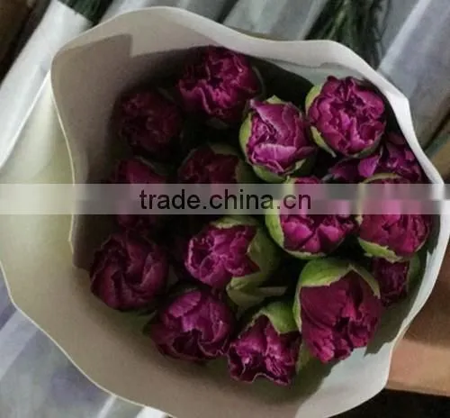 Best Price Fresh Carnation Flowers for Sell photo-4