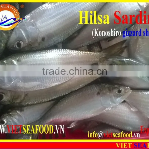 FROZEN HILSA SARDINE WHOLE ROUND photo-5
