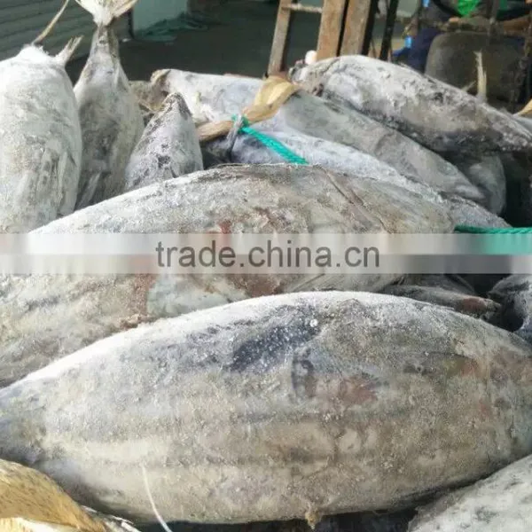 Whole Round 3.4kgs up Frozen Skipjack Tuna Fish photo-5