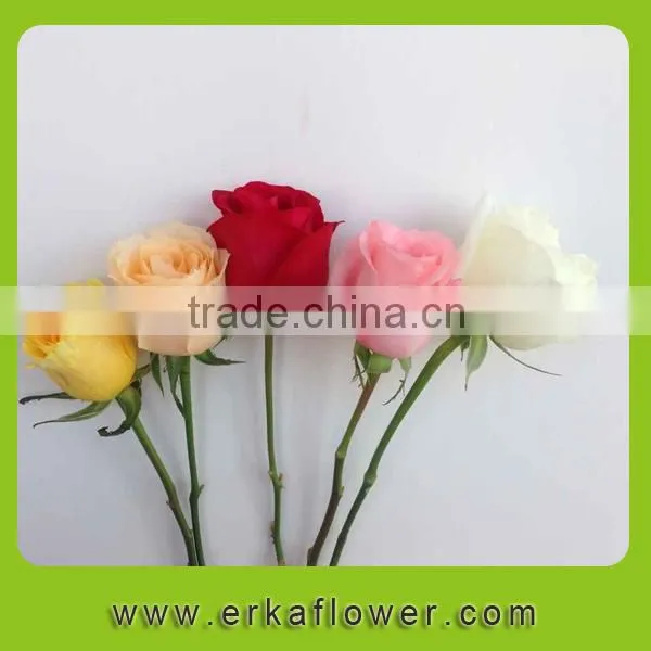 Wide Varieties Best Selling Fresh Cut Roses From Ecuador Directly From the Farm photo-6