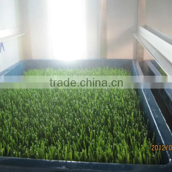 Seedling Planting Machine/oat Sprout Machine/ Wheat Sprout Machine photo-2