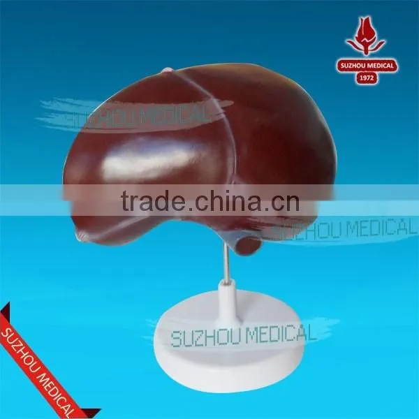 Liver Model photo-5