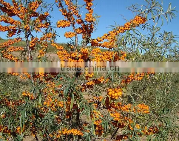 Seabuckthorn Fruit Oil Softgel,GMP Factory photo-3