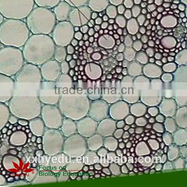 Agronomy Microscope Prepared Slides , Economy Crop Prepared Slide,stem Prepared Slides You Can Choose From photo-3
