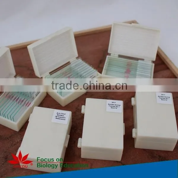 Embryology Slides Individual Microscope Prepared Slide photo-3