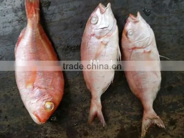 Fresh Frozen Red Snapper Fish Whole Round photo-3