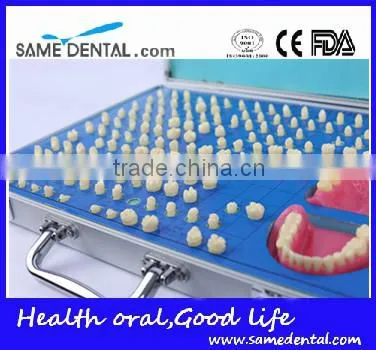 Dental Models 151 Teeth Prepared for the Standard Model School Education Demonstration photo-3