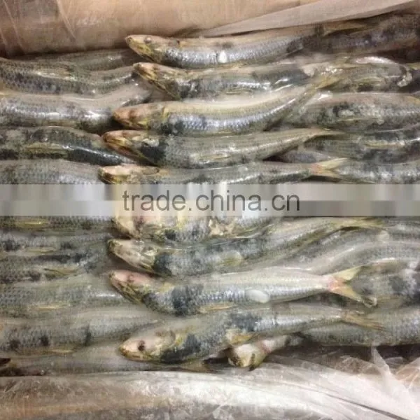 Frozen Sardine Fish for Tuna Bait photo-2
