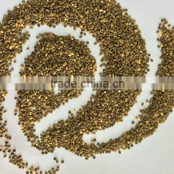 Millet Seed Whole Grain Millet Bulk Millet for Sale