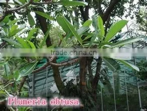 Blooming Plumeria Obtusa photo-3