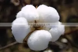 Raw Cotton S6 photo-5