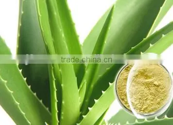 Aloe Polysaccharide Manufacture With ISO, GMP, HACCP, KOSHER, HALAL Certificated photo-5