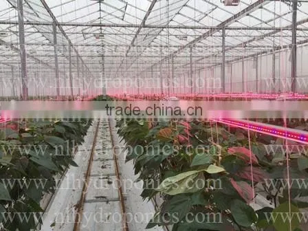 LED Grow Light for Greenhouse, Grow Tent and Hydroponic System