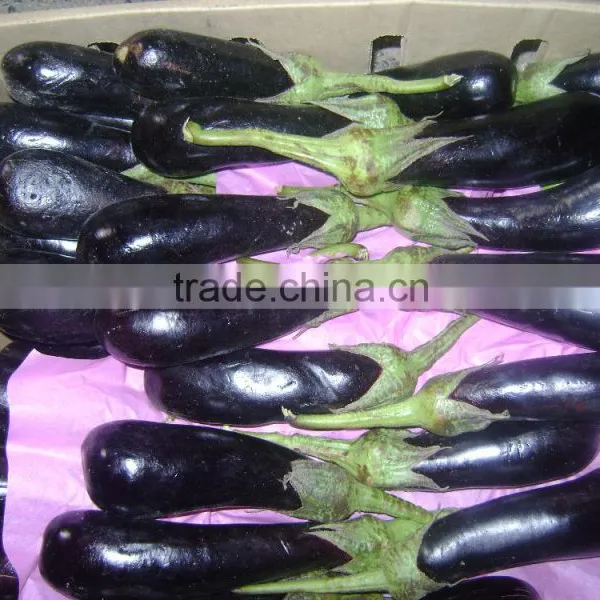 Eggplant photo-4