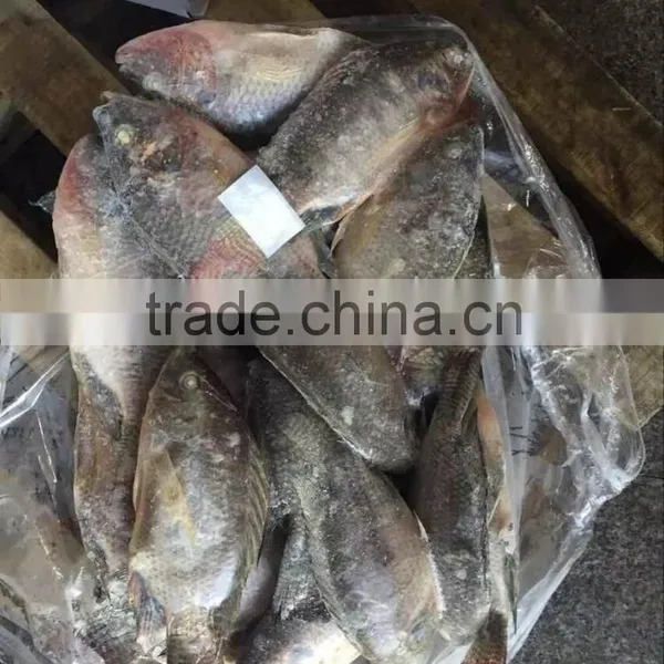 Chinese Frozen Tilapia Fish Whole Round