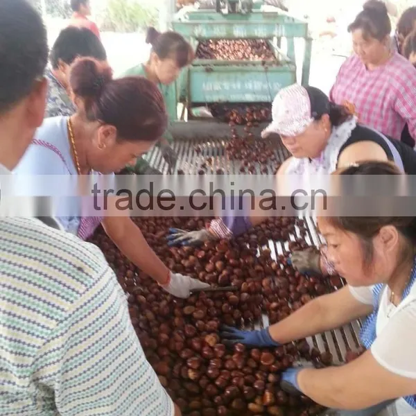 Dandong Kaili Chinese Chestnuts Big Size photo-2
