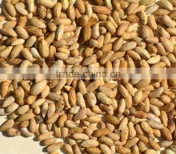NEEM SEEDS photo-3