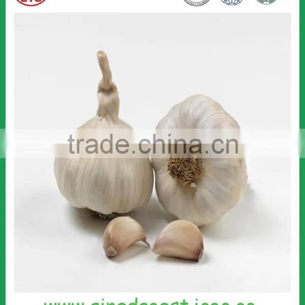 Cheap Garlic Jinxiang Wholesale Price photo-5