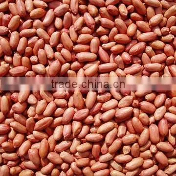Roasted Peanut With Red Skin (Deep Color)