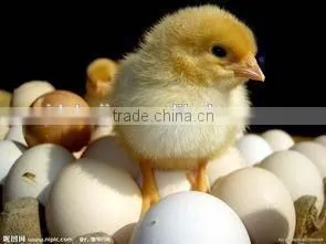 Automatic 221 Eggs Incubator for Quails HJ-I1 photo-6