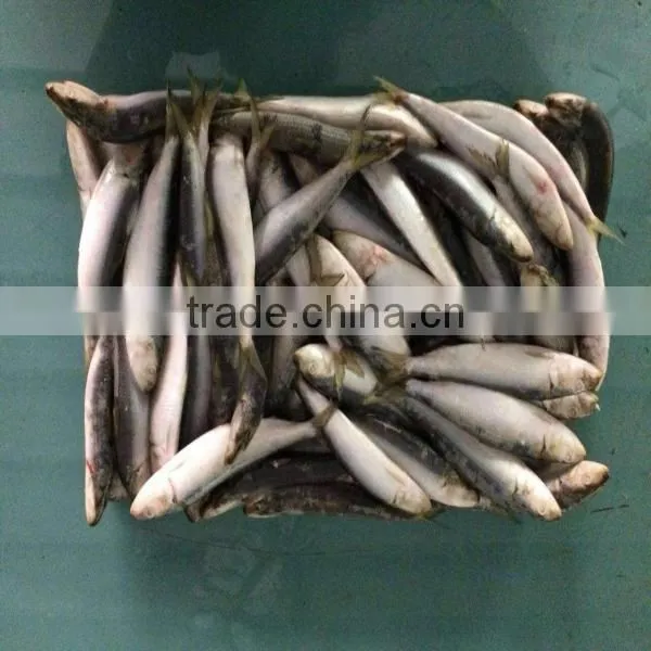 Fresh Frozen Sardine Frozen Sardines Bait Sardines for Bait