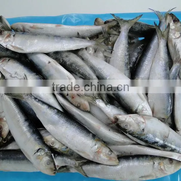 Frozen Fish Frozen Sardine