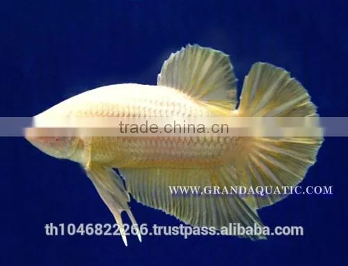 Betta Fish Farm For Sale and Aquarium Fish Exporter photo-3