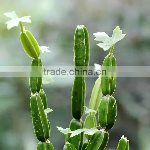 Premium Grade Cissus Quadrangularis Powder Sales And Export photo-5