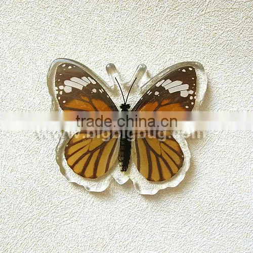 Crystal Real Butterfly Fridge Magnet, Hot Sale 2013 photo-3