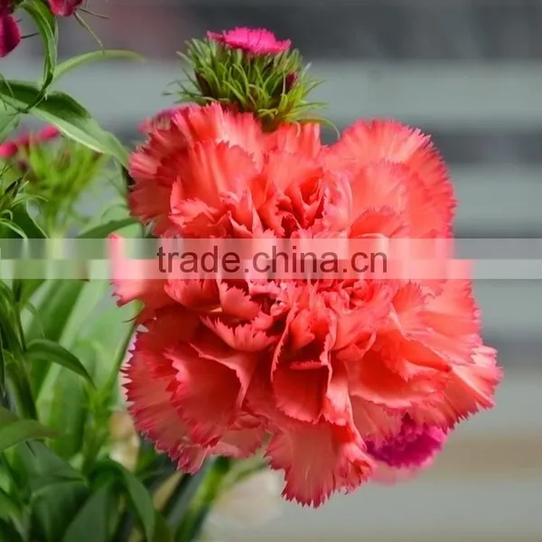 Popular Flame Orange Natural Cut Carnation Flowers photo-6