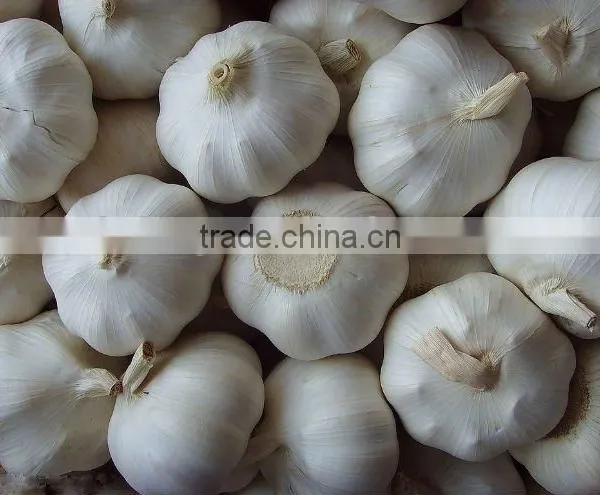 New Crop China Shandong Fresh Garlic ---Normal White and Pure White Garlic photo-3