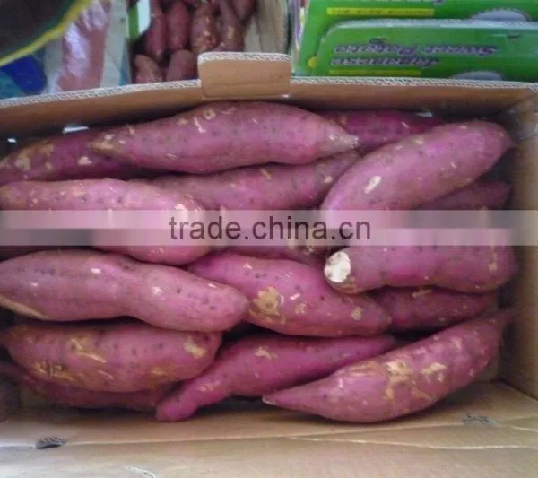 SWEET POTATO