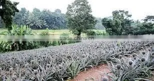 Suvimie Fresh Sri Lankan Pineapples photo-4