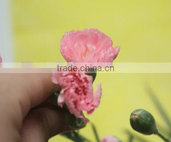 Reasonable Price Top Sell Carnation of Fresh Flower for Decoration photo-4