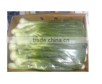 Spring Onion photo-3