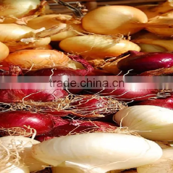 Fresh Onions