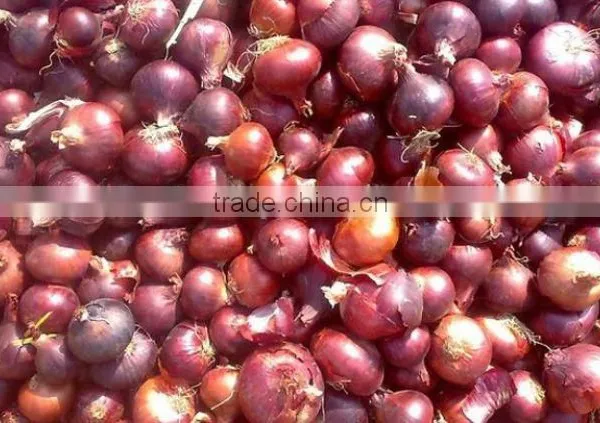 Giving You a Healthy Life From The Egyptian Onion photo-2