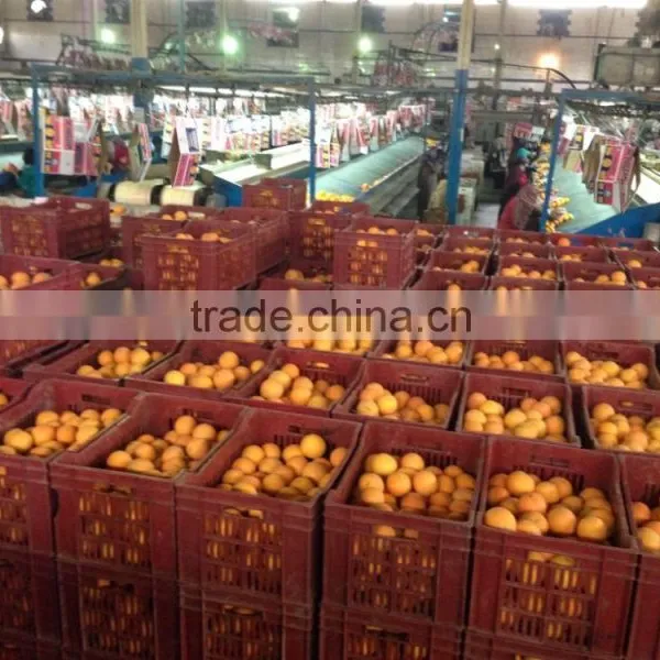 Avilable MOQ of Oranges and Lemons @ Forwell photo-6